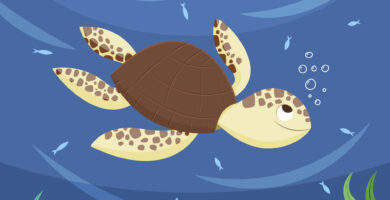 Clasificación de tortugas marinas