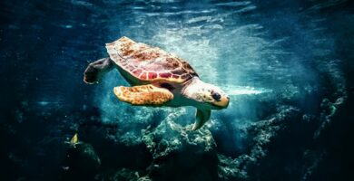 Tortugas semiacuáticas y acuáticas (acuario)