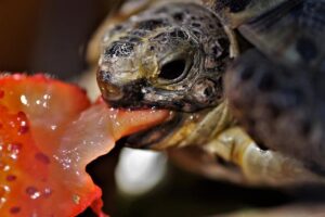 ¿Cómo alimentar a una tortuga acuática y semiacuática?