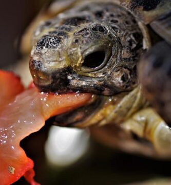 ¿Cómo alimentar a una tortuga acuática y semiacuática?
