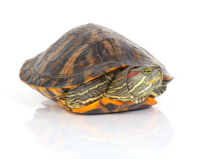 Aparición de una tortuga Terrestre