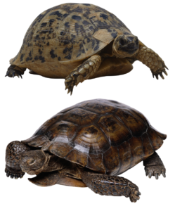 Guía de cuidado de la tortuga Terrestre