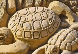 ¿Debería adoptar una tortuga doméstica?